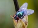 Fliege mit Morgentau