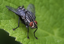 Fotos_Fliegen, Mücken, Schnaken
