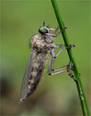 Fotos_Fliegen, Mücken, Schnaken