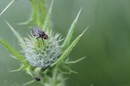 Fotos_Fliegen, Mücken, Schnaken