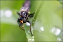 Fotos_Fliegen, Mücken, Schnaken
