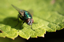Fotos_Fliegen, Mücken, Schnaken