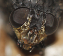 Fliegenaugen