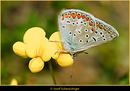 Fotos_Fliegen, Mücken, Schnaken