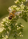 gemeine Gartenschwebfliege