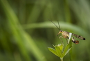 Fotos_Fliegen, Mücken, Schnaken
