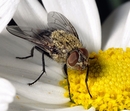 Fotos_Fliegen, Mücken, Schnaken