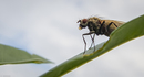 Fotos_Fliegen, Mücken, Schnaken