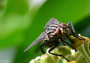 Fotos_Fliegen, Mücken, Schnaken
