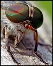 Fotos_Fliegen, Mücken, Schnaken