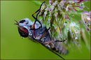 Fotos_Fliegen, Mücken, Schnaken