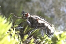 Fotos_Fliegen, Mücken, Schnaken