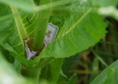 Fotos_Fliegen, Mücken, Schnaken