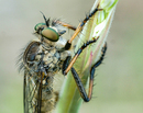 Fotos_Fliegen, Mücken, Schnaken