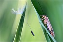 Fotos_Fliegen, Mücken, Schnaken