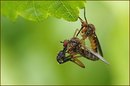 Fotos_Fliegen, Mücken, Schnaken