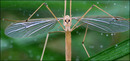 Fotos_Fliegen, Mücken, Schnaken