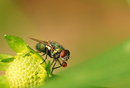 Fotos_Fliegen, Mücken, Schnaken