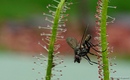 Fliege