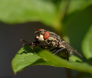 Fotos_Fliegen, Mücken, Schnaken