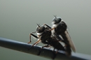 Fotos_Fliegen, Mücken, Schnaken