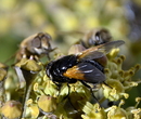 Fotos_Fliegen, Mücken, Schnaken