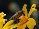 Fotos_Fliegen, Mücken, Schnaken