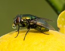durstige Fliege