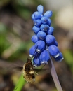 Fotos_Fliegen, Mücken, Schnaken