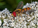 Fotos_Fliegen, Mücken, Schnaken