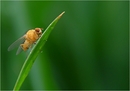 -yellow-fly- 