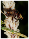 Sicus ferrugineus