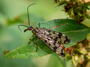 Gemeine Skorpionsfliege (Panorpa communis) - Weibchen