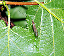 Fotos_Fliegen, Mücken, Schnaken