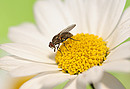 Fotos_Fliegen, Mücken, Schnaken