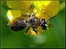 Fotos_Fliegen, Mücken, Schnaken