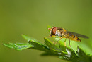 Fotos_Fliegen, Mücken, Schnaken