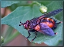 Fotos_Fliegen, Mücken, Schnaken