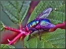 Fotos_Fliegen, Mücken, Schnaken