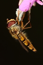 Schwebfliege macht Pause