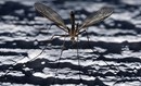 Fotos_Fliegen, Mücken, Schnaken