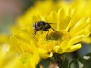Fotos_Fliegen, Mücken, Schnaken