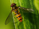 Schwebfliege