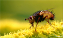 Fotos_Fliegen, Mücken, Schnaken