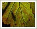 Fotos_Fliegen, Mücken, Schnaken