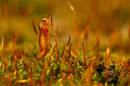 Fotos_Fliegen, Mücken, Schnaken
