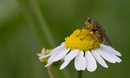 Fotos_Fliegen, Mücken, Schnaken