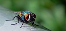Fotos_Fliegen, Mücken, Schnaken