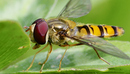 Fotos_Fliegen, Mücken, Schnaken