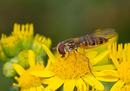 Fotos_Fliegen, Mücken, Schnaken